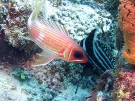 Soldierfish IMG 7215